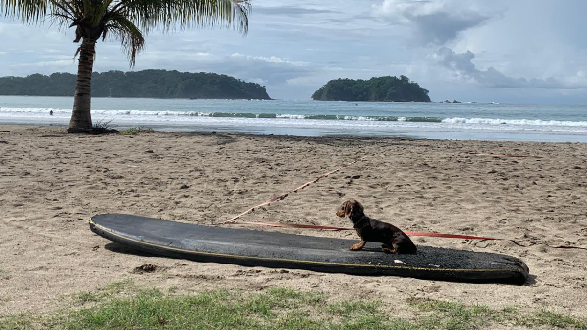 dog surf
